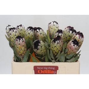 Protea Niobe