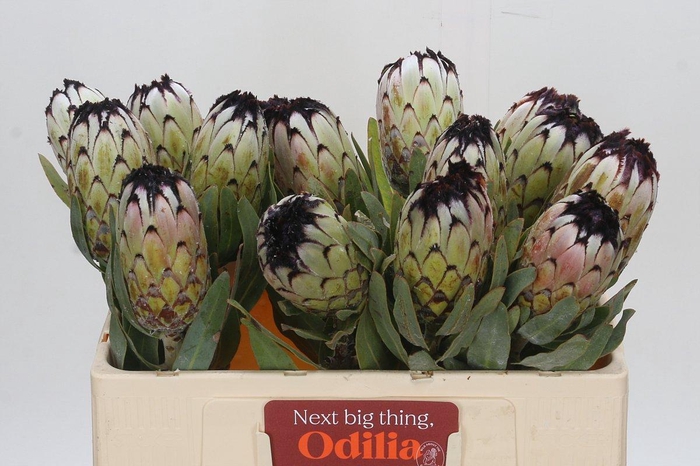 Protea Niobe