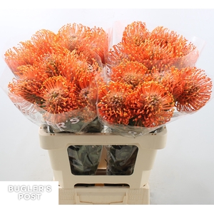 Leucospermum Ayoba Mandarin Zest