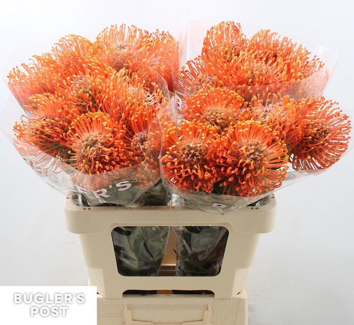 Leucospermum Ayoba Mandarin Zest