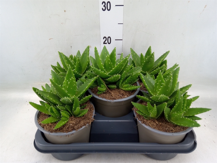 <h4>Aloe perfoliata</h4>