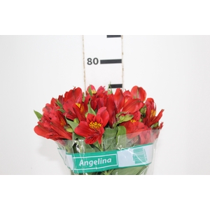 ALSTROEMERIA ANGELINA 080 CM
