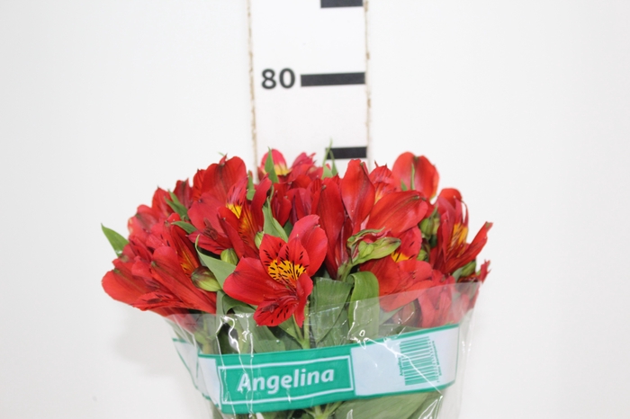 <h4>ALSTROEMERIA ANGELINA 080 CM</h4>