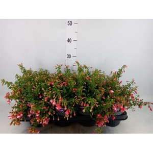 Fuchsia  'Lady Thumb'