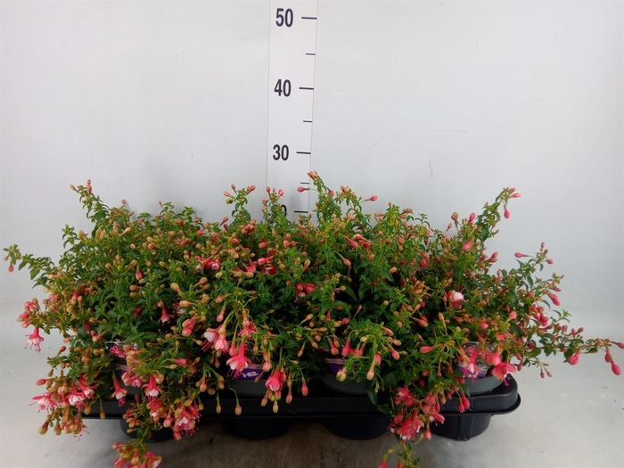 <h4>Fuchsia  'Lady Thumb'</h4>
