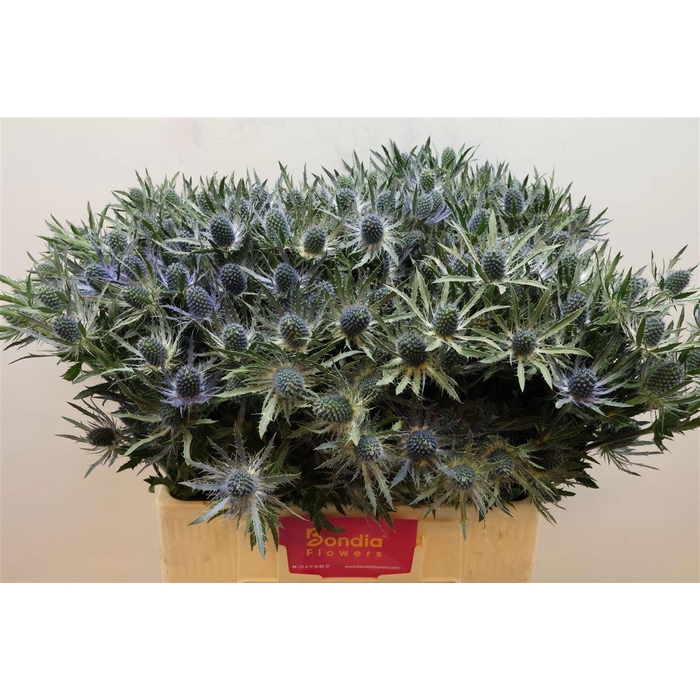 <h4>ERYN MAG BLUE LAGOON</h4>