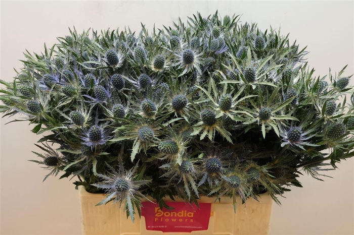 <h4>ERYN MAG BLUE LAGOON</h4>