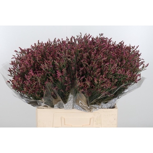 Lim Sin Scar Diamond