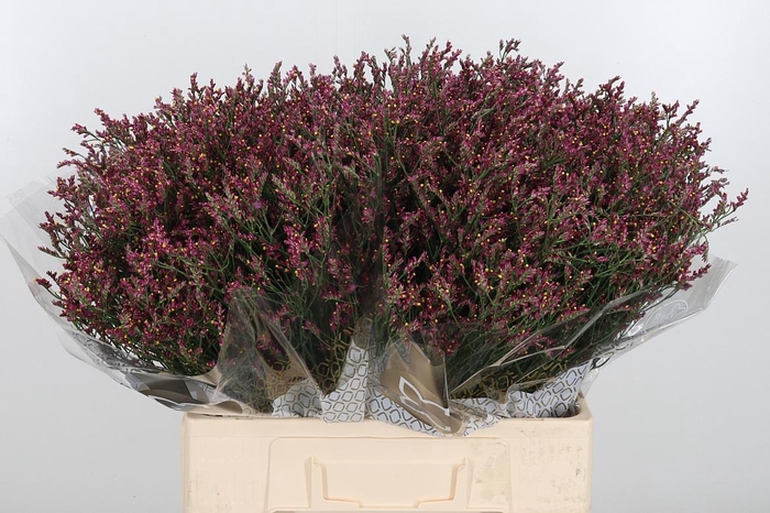 <h4>Lim Sin Scar Diamond</h4>