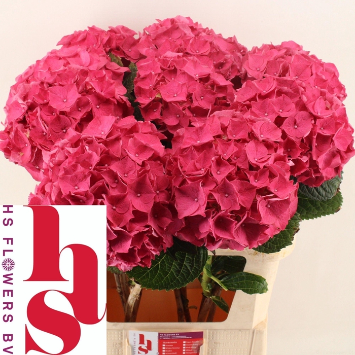 <h4>HYDR M CH RODEO RD</h4>