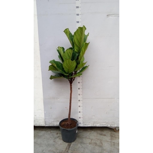 Ficus lyrata