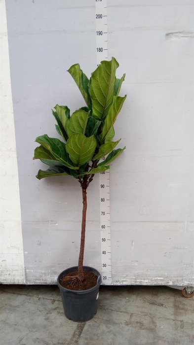 <h4>Ficus lyrata</h4>