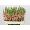 Antirrhinum majus Toulon Apricot