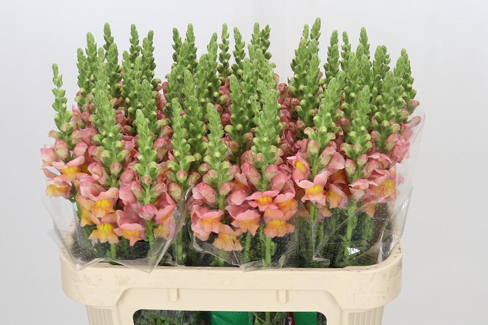 <h4>Antirrhinum majus Toulon Apricot</h4>