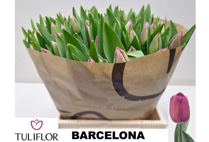 <h4>Tu En Barcelona</h4>