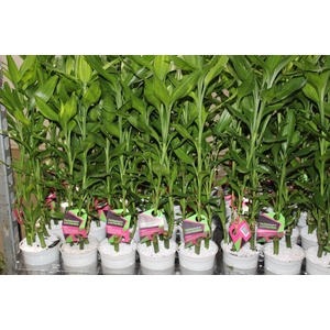 DRACENA LUCKY BAMBOO P12