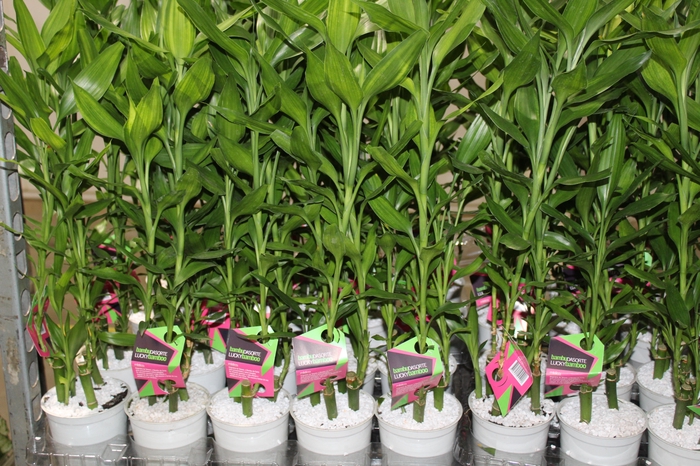 <h4>DRACENA LUCKY BAMBOO P12</h4>
