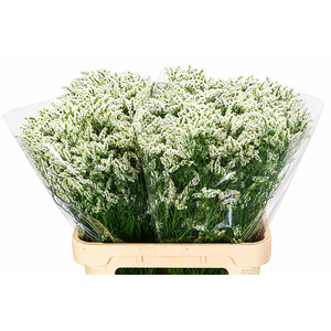 Limonium Diamond White