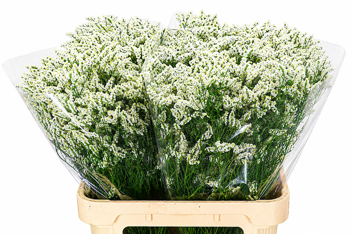 <h4>Limonium Diamond White</h4>