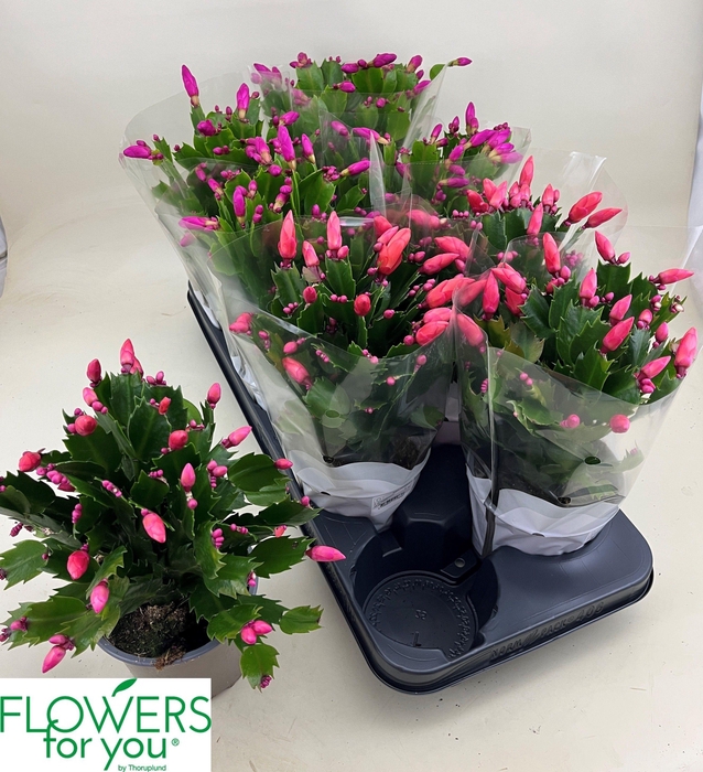 <h4>SCHLUMB GEM 2 KL</h4>