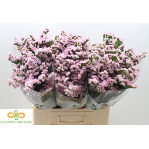 STATICE LUCIA PINK LIM S LUCIA PINK