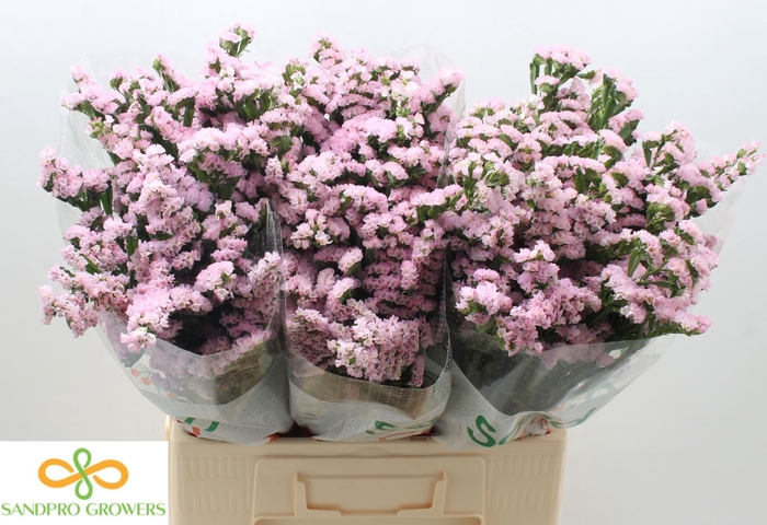<h4>STATICE LUCIA PINK LIM S LUCIA PINK</h4>