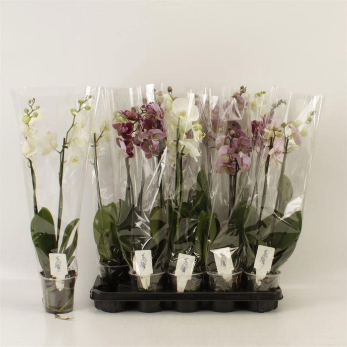 <h4>PHAL GEM 5 KL</h4>