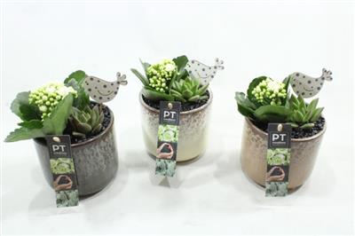 <h4>6424 KER MIX KALANCHOE</h4>