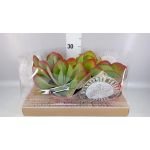 Kalanchoe NF thyrsiflora