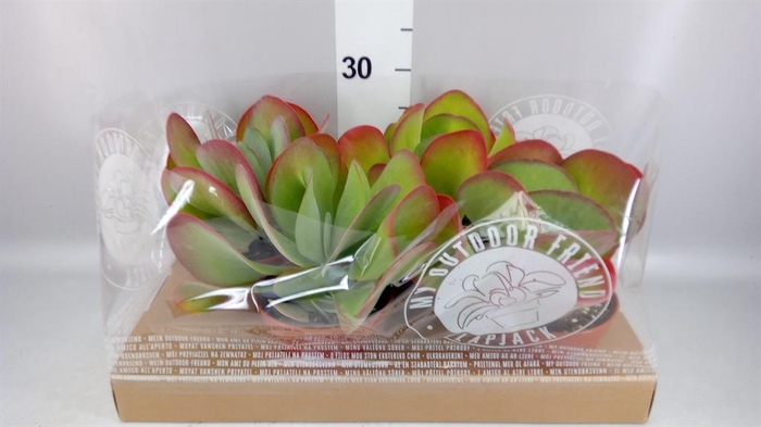 <h4>Kalanchoe NF thyrsiflora</h4>