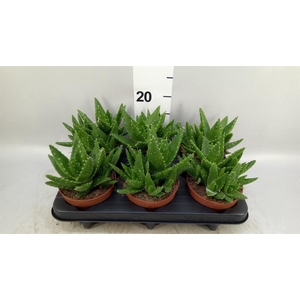Aloe perfoliata
