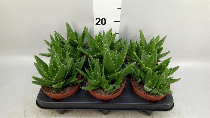 <h4>Aloe perfoliata</h4>