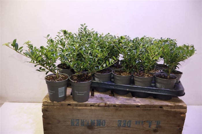 <h4>Ilex Crenata</h4>