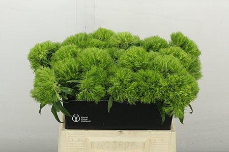 <h4>DI BARB KIWI MELLOW</h4>