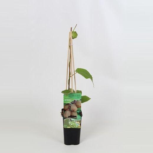 <h4>Actinidia deliciosa 'Jenny'</h4>