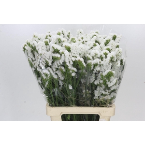 Limonium Statice Crystal White
