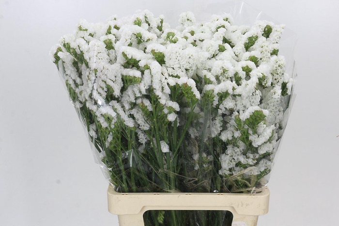<h4>Limonium Statice Crystal White</h4>