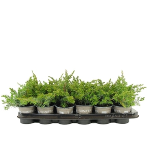Juniperus conferta Schlager