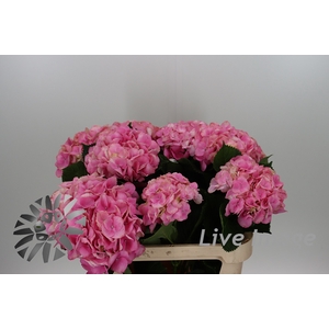Hydrangea royal love