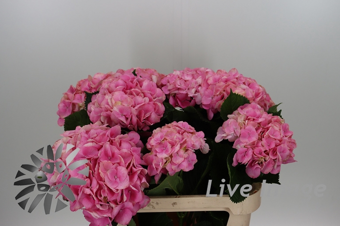 <h4>Hydrangea royal love</h4>