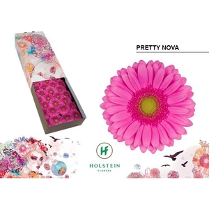 Gerbera Pretty Nova Doos