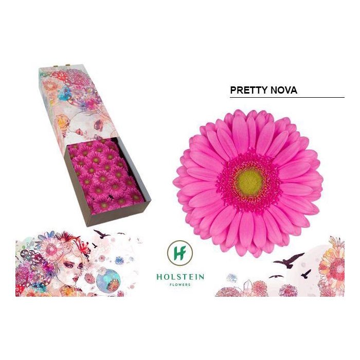 <h4>Ge Gr Pretty Nova</h4>