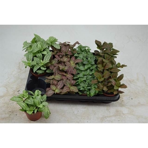 Fittonia   ...mix 4