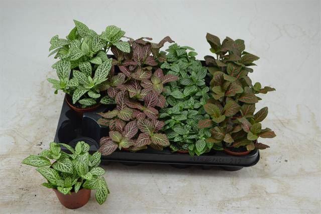 <h4>Fittonia   ...mix 4</h4>