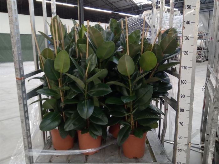 <h4>Ficus elastica 'Robusta'</h4>
