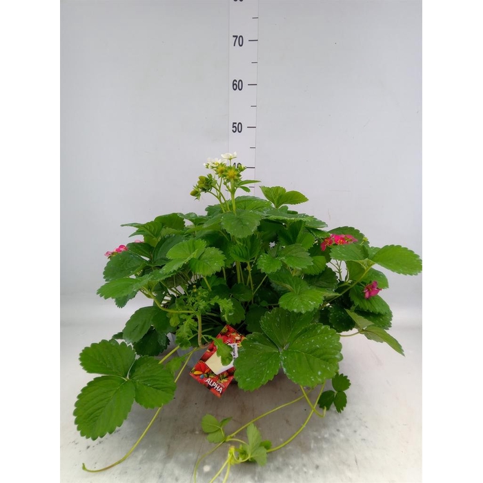 <h4>Fragaria ananassa 'Fragoo'   ...mix</h4>