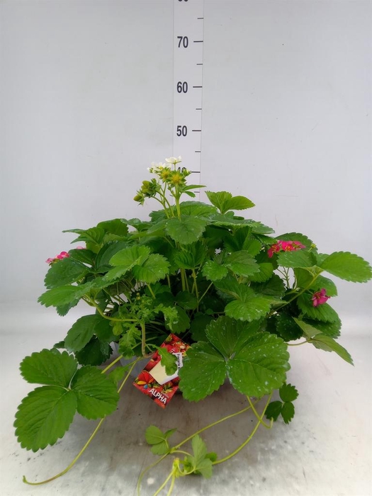 Fragaria ananassa 'Fragoo'   ...mix