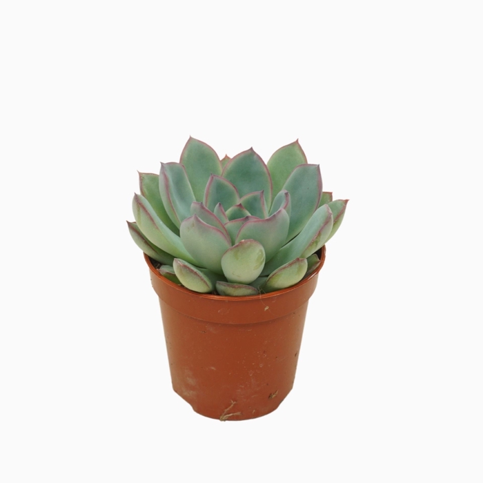 <h4>Echeveria Apus</h4>