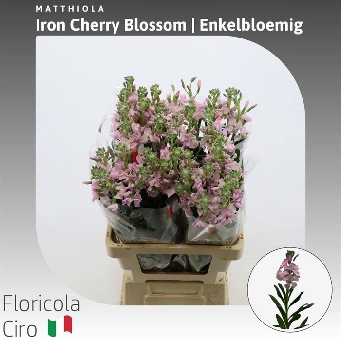 <h4>MATTH IRON CHERRY BL</h4>