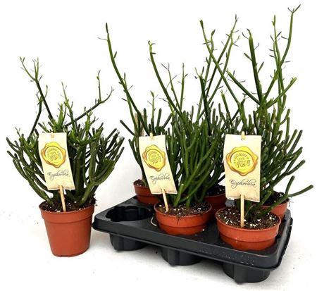 <h4>Euphor Tirucalli</h4>